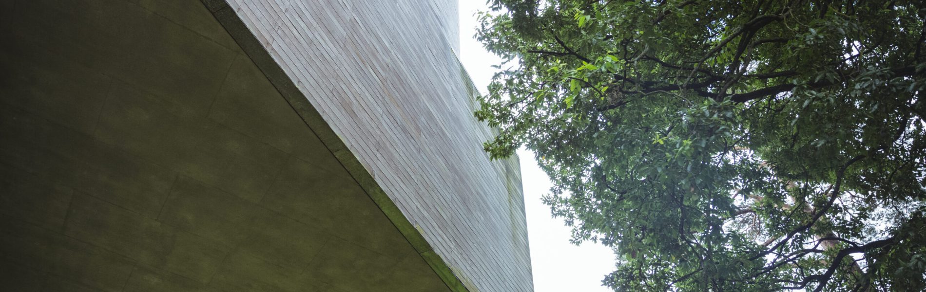 Low angle view of a tree and modern building exterior